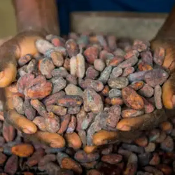 Cocoa Beans